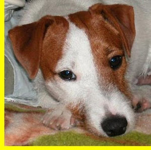 Meet your Posher, Sang